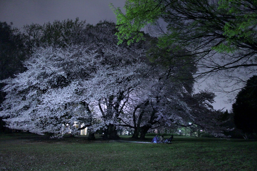 夜桜４.JPG
